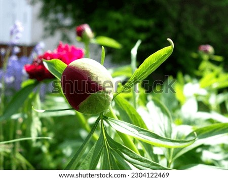 Similar – Image, Stock Photo bud of peony just before development