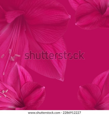 Amaryllis flowers, fuchsia color. Large flowers of bright color. Transparent background.