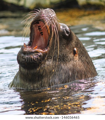 Sea lion with wide open mouth
