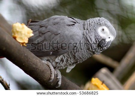 Cute gray parrot sitting on a tree
