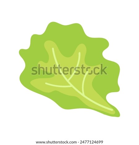 Lettuce leaf. Food. Clipart. Isolated green Lettuce leaf on a white background. Vector illustration. For food design , sticker , banner , logo.