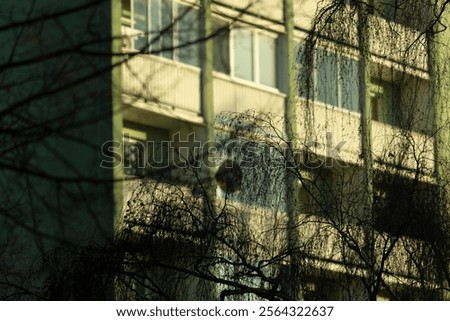 Similar – Image, Stock Photo Facade with shadow Branch