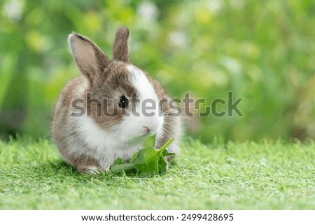 Similar – Foto Bild Hauskaninchen frisst frische Karotte