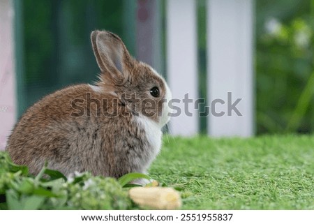 Similar – Foto Bild Hauskaninchen frisst frische Karotte