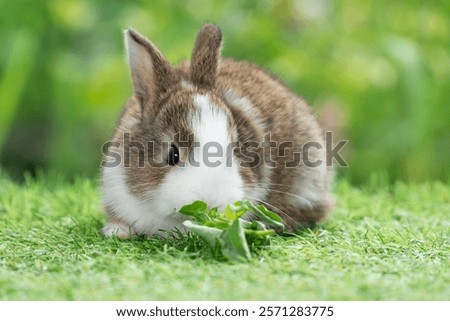 Similar – Foto Bild Hauskaninchen frisst frische Karotte