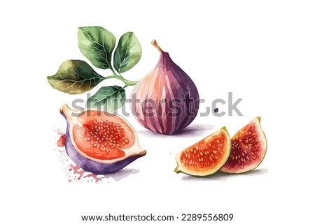 Hand drawn watercolor painting fruit fig. Vector illustration desing.