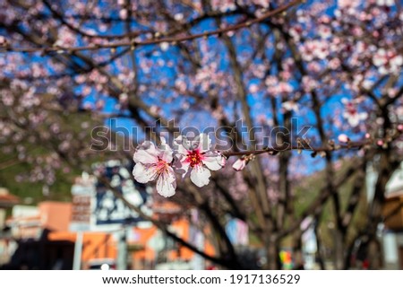 Similar – Image, Stock Photo Pink almendron in a park , Havana