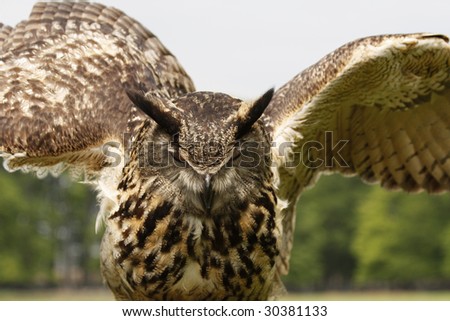 An almost flying Eagle owl