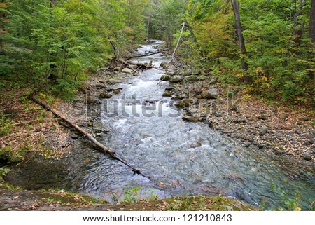 Forest landscape - dense forest and cold mountain stream.