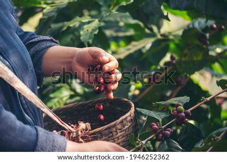 Coffee plant farm woman Hands harvest raw coffee beans. Ripe Red berries plant fresh seed coffee tree growth in green eco farm. Close up hands harvest red seed in basket robusta arabica plant farm. 