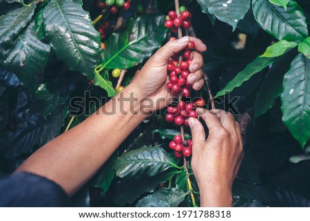 Man Hands harvesting cherry coffee bean ripe Red berry plant fresh seed coffee tree green eco organic farm. Close up hands harvest red ripe coffee seed robusta arabica berry harvesting cherry coffee