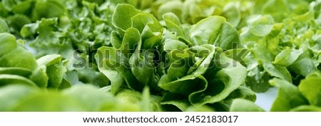 Similar – Image, Stock Photo garden salad Green salad