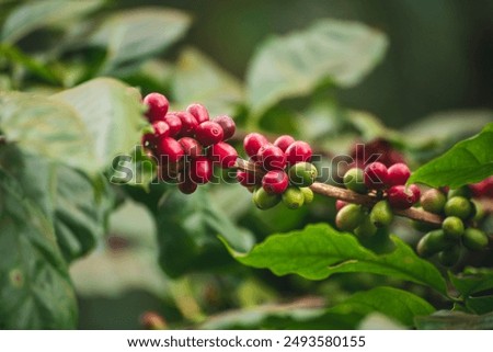 Similar – Foto Bild Frischer Kaffee mit Kaffeebohnen und Kuchenstücken