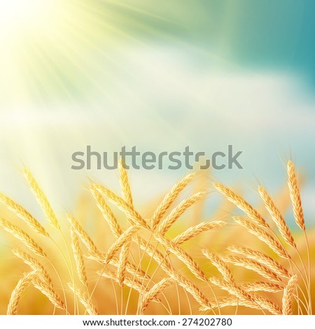 Image, Stock Photo Filed with wheat against blue sky