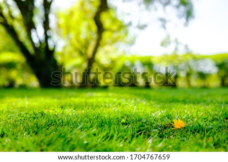 Shallow focus, ground level view of a solitary dandelion flower seen in a lush, recently mowed lawn.