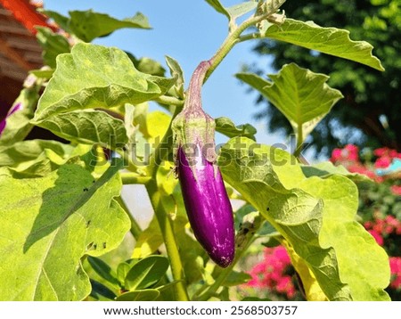 Similar – Foto Bild Aubergine auf lebhaftem violettem Hintergrund