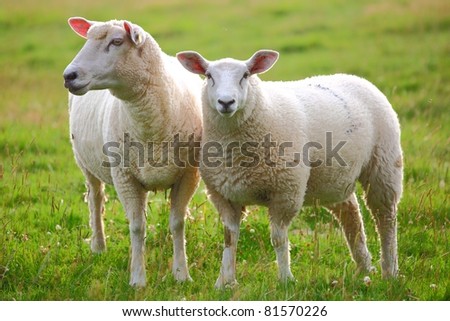 Two sheep in green meadow