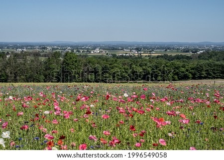 Similar – Image, Stock Photo the garden in the mirror