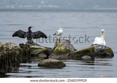 Similar – Foto Bild Kormorane sitzen auf Buhnen in der Ostsee