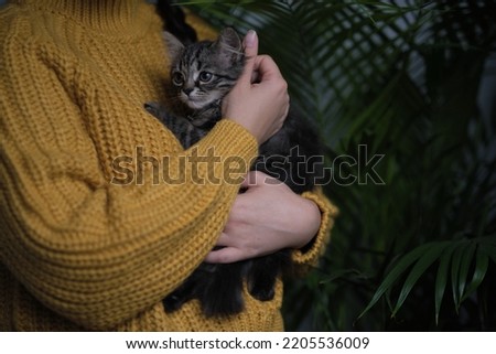 autumn mood. little kitten is warming itself in the woman hands. girl holds a cat in her arms. Cat is feeling relaxed and happy with owner. Selective color Stock foto © 