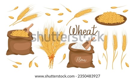A set of grains and spikelets of wheat. Wheat plant, wheat grains in a plate, and a bag, wheat flour. Agriculture background, design elements, vector
