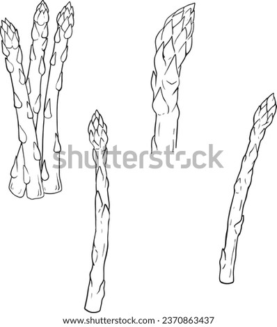 Outlined asparagus sprouts. Sparrow grass, detailed sketch in retro style. Sparrowgrass stalks. Hand-drawn vector illustration isolated on white background. line vector set 