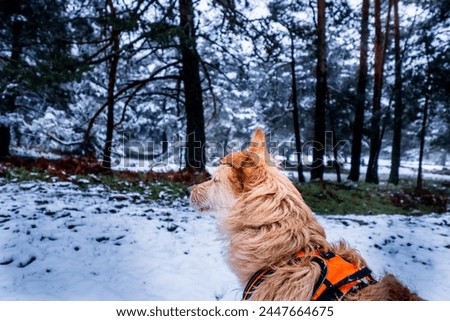 Similar – Foto Bild Verschneite Sierra de Guadarrama