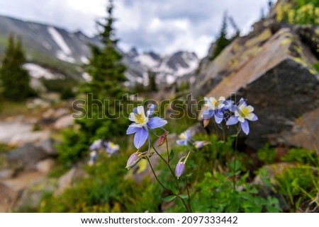 Beauty, columbine in front of house wall, very frugal plant
