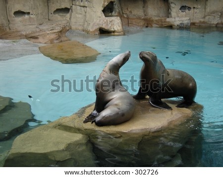 Two seals kissing