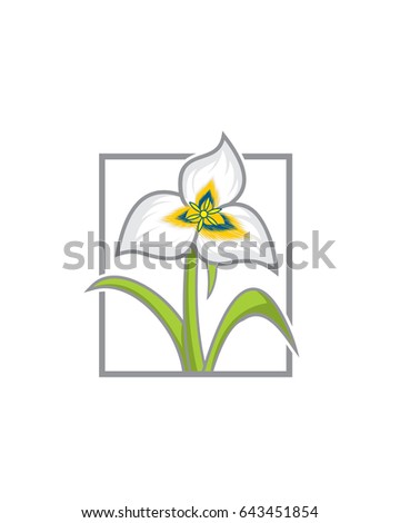 Utah Lily Flower