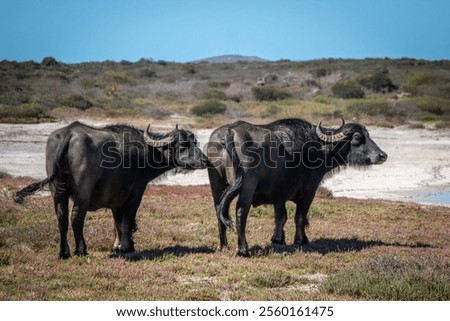 Similar – Foto Bild Buffalo Umwelt Natur