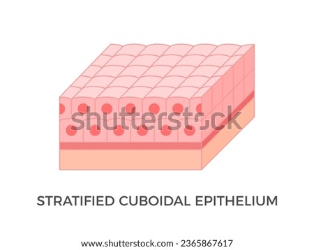 Stratified cuboidal epithelium. Epithelial tissue types. Multiple layers of cube-like cells. Occurs in the excretory ducts of sweat glands and salivary glands. Medical illustration. Vector.