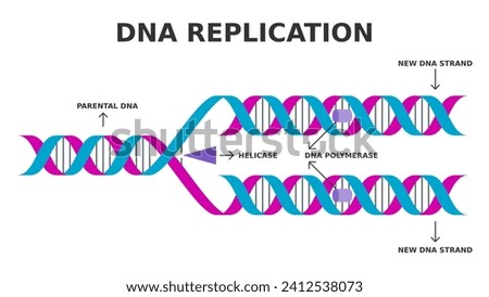 DNA replication. Biological process of producing two identical replicas of DNA from one original DNA molecule. Simplified diagram. Helicase and DNA polymerase enzyme function. Vector illustration. 
