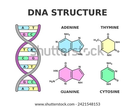 DNA chemical structure. Nucleobase pairs produced by eight nucleotides: adenine is joined to thymine and guanine is joined to cytosine. Building blocks of DNA are nucleotides. Vector illustration. 