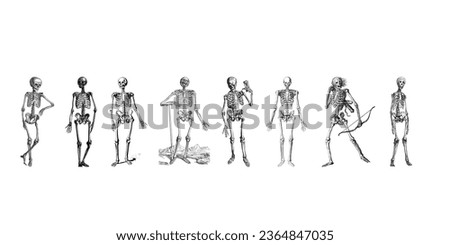 
Human skeleton set. Vector illustration. Illustration of an array of skeltons from different angles in a vector, eps, format. Male Human skeleton, four views, front, back, side and perspective.