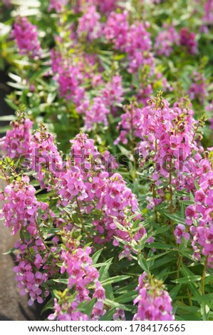 Angelonia serenita raspberry or summer snapdragon red flowers with green vertcial Foto d'archivio © 