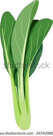 Yu Choy, Yu Choy Sum, Choy Sum, Choi Sum, Choi Sam, Chinese Flowering Cabbage, Leaf Vegetables hand-drawn vector illustration isolated