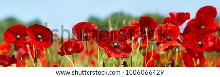 Similar – Image, Stock Photo Close-up of a poppy seed strudel