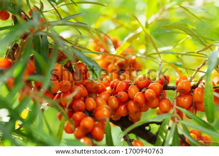 Similar – Image, Stock Photo Ripe sea buckthorn on a cold winter’s day on the beach of the Baltic Sea