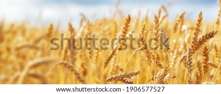 Close up of wheat ears, field of wheat in a summer day. Harvesting period Foto stock © 