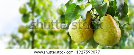 Pear tree. Ripe pears on a tree in a garden