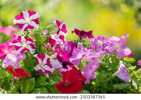 Similar – Image, Stock Photo flowering petunias