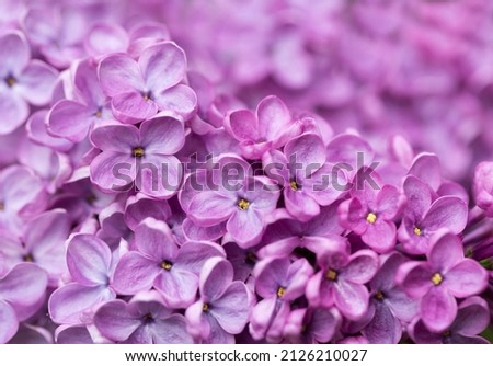 Similar – Image, Stock Photo purple lilac flowers and lilac buds against green background, closeup