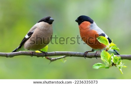 Similar – Image, Stock Photo Bullfinch, Pyrrhula pyrrhula, Eurasian bullfinch