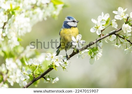 Foto Bild Blaumeise im blühenden Strauch