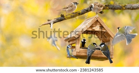 Similar – Image, Stock Photo A little blue tit hangs upside down on the branch of a green Japanese fan maple. The first still small leaves can be seen. Green, calm, natural background with lots of text space.