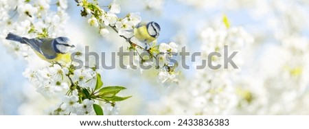 Similar – Image, Stock Photo A little blue tit hangs upside down on the branch of a green Japanese fan maple. The first still small leaves can be seen. Green, calm, natural background with lots of text space.