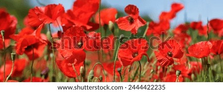 Image, Stock Photo red poppy flower field