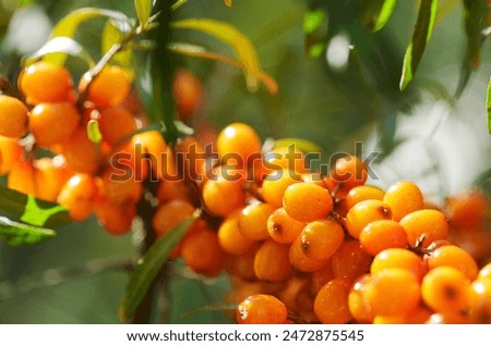 Similar – Image, Stock Photo Ripe sea buckthorn on a cold winter’s day on the beach of the Baltic Sea