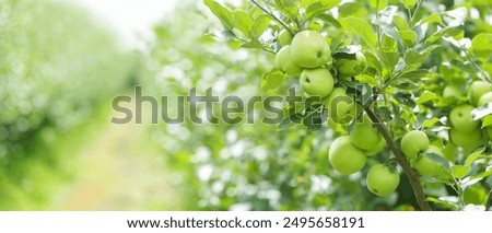 Similar – Image, Stock Photo apple orchard Plant Summer